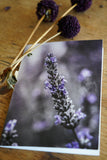 Garden Series - Greeting Cards