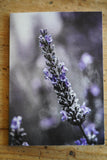 Garden Series - Greeting Cards