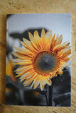 Garden Series - Greeting Cards