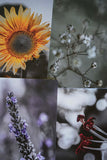 Garden Series - Greeting Cards